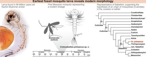 First fossil mosquito larva in 99-million-year-old amber with a modern type of morphology sheds light on the evolutionary history of mosquitoes (Diptera: Culicidae)