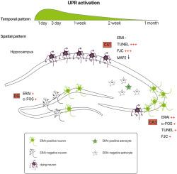 Regional and cell type-specific activation of the unfolded protein response after kainate injection in mice