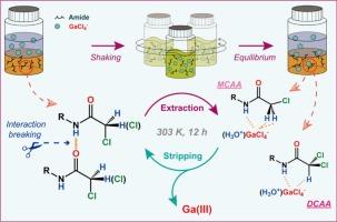 Specific chelating extraction of gallium(III) with H-N and H-CCl2 hydrogen atoms of dichlorinated secondary amide
