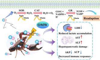 Comparative study on physiological and metabolic responses of crayfish to ozone micro-nano bubbles and ultrasound washing