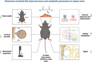 Glutamine: A novel player in maintaining skeletal strength and body fitness in obese mice