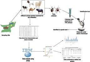 Spatial and seasonal analyses of tick prevalence in livestock across selected districts of Balochistan, Pakistan