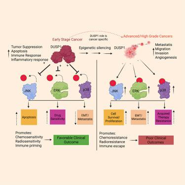 Dual-specificity protein phosphatase 1: A potential therapeutic target in cancer