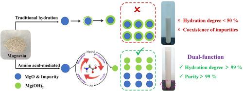 Amino acid mediated hydration of caustic calcined magnesia: dual-function for efficient conversion and purification
