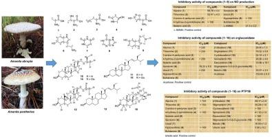 Inflammation and diabetic inhibitors from Amanita abrupta and Amanita pantherina: experimental and computational results