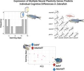 Analysis of neural plasticity genes’ expression in fish brain reveals the basis of individual differences in learning