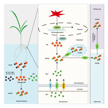 Transcriptomic and physiological analyses revealed nicotianamine enhances wheat tolerance to excess manganese