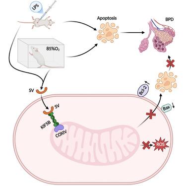 Human OPN-derived peptide SV prevents BPD model through interacting with KIF5B to repair mitochondrial damage and inhibit apoptosis