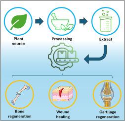 Plant-based biodegradable and biocompatible polymers for tissue engineering applications