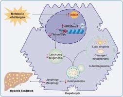 NSD2 exacerbates metabolic dysfunction-associated steatotic liver disease progression by suppressing TFEB-mediated autophagy-lysosomal pathway