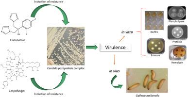 In vitro induction of resistance to fluconazole and caspofungin in Candida parapsilosis complex species: Implications for virulence and cross-resistance to other antifungals