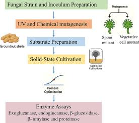 Comparative evaluation of chemical and UV mutagenesis with post-mutagenesis process optimization for enhanced cellulolytic enzyme production by Aspergillus oryzae NCIM 637