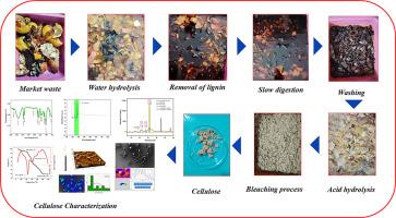 Isolation of microcrystalline cellulose from vegetable waste biomass and its potential as a high-performance green reinforcement in biocomposites