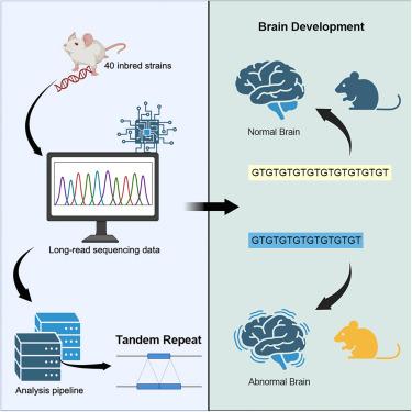 A tandem repeat atlas for the genome of inbred mouse strains: A genetic variation resource