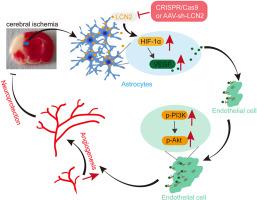 Astrocytic HIF-1α/VEGF induces endothelial PI3K/Akt activation to accelerate post-ischemic angiogenesis upon LCN2 inhibition