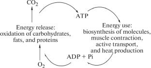 A Macroergic Compound Adenosine Triphosphoric Acid in Biomedical Research (A Review)