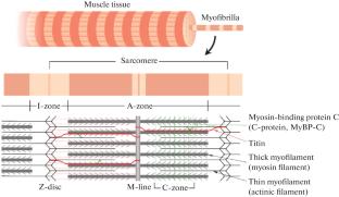 In vitro Interaction of Titin and Myosin-Binding Protein С