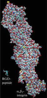 Molecular Dynamics Modeling of Pharmacological Vector-Receptor Pairs for Specific Drug Delivery to the Tumor: Atomic/Molecular Mechanisms of RGD Peptide Embedding in the Integrin αvβ3 Receptor