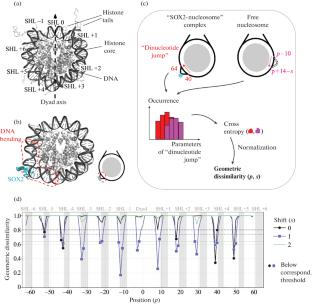 Identification of Potential SOX2 Binding Sites to Nucleosomes via Molecular Modeling