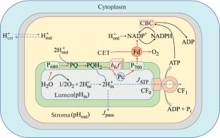 The Effect of Light Intensity and Spectral Composition on Electron Transport in Chloroplasts in situ and in silico