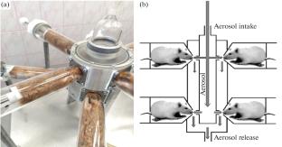 The Mild Toxic Effect of Dinitrosyl Iron Complexes during Inhalation of Syrian Hamsters in a “Nose-Only” Chamber