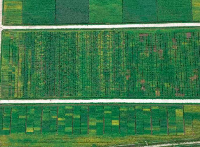 Deconstructing soybean domestication