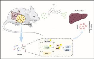 The main active component Kaji-ichigoside F1 of the ethnic medicine Rosa roxburghii Tratt prevents acetaminophen-induced acute liver injury by modulating microbial metabolism