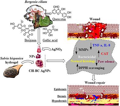 Bergenia ciliata Formulations Promote Wound Healing via Antioxidant, Antibacterial, Anti-Inflammatory, and Biomarkers Modulation