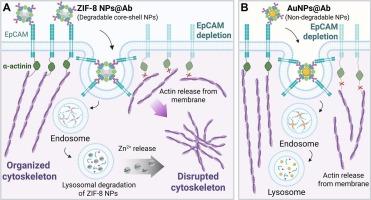 Targeting and disrupting cytoskeleton using core-shell metal-organic framework nanoparticles to inhibit cancer cell migration