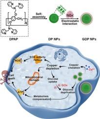 A nanoagent based on a supramolecular copper chelator for cancer therapy via copper depletion and glucose deprivation