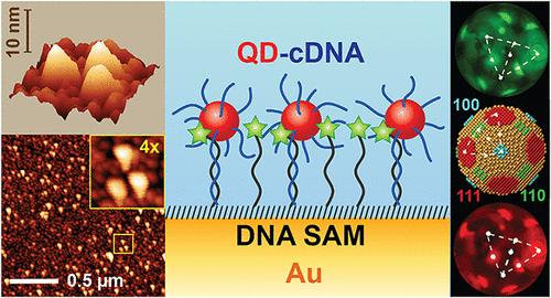 Immobilization of Quantum Dot-DNA Conjugates Templated by DNA Self-Assembled Monolayers on Single-Crystal Gold Bead Electrodes Toward Advanced Sensing