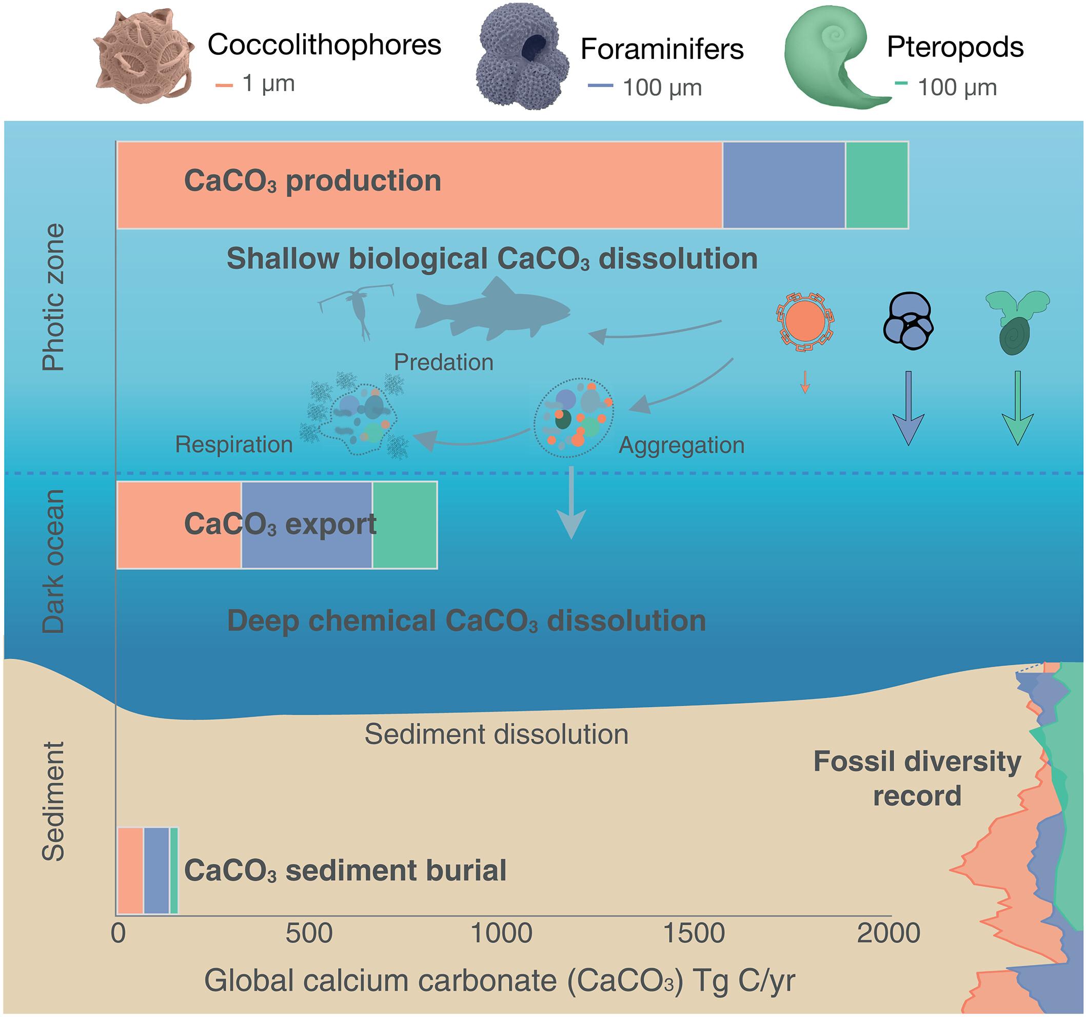 Calcifying plankton: From biomineralization to global change