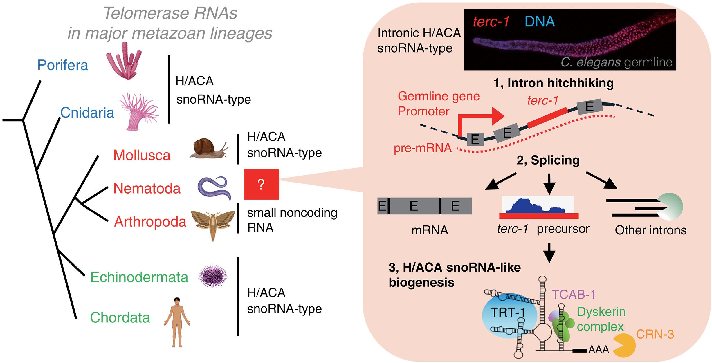 Nematode telomerase RNA hitchhikes on introns of germline–up-regulated genes