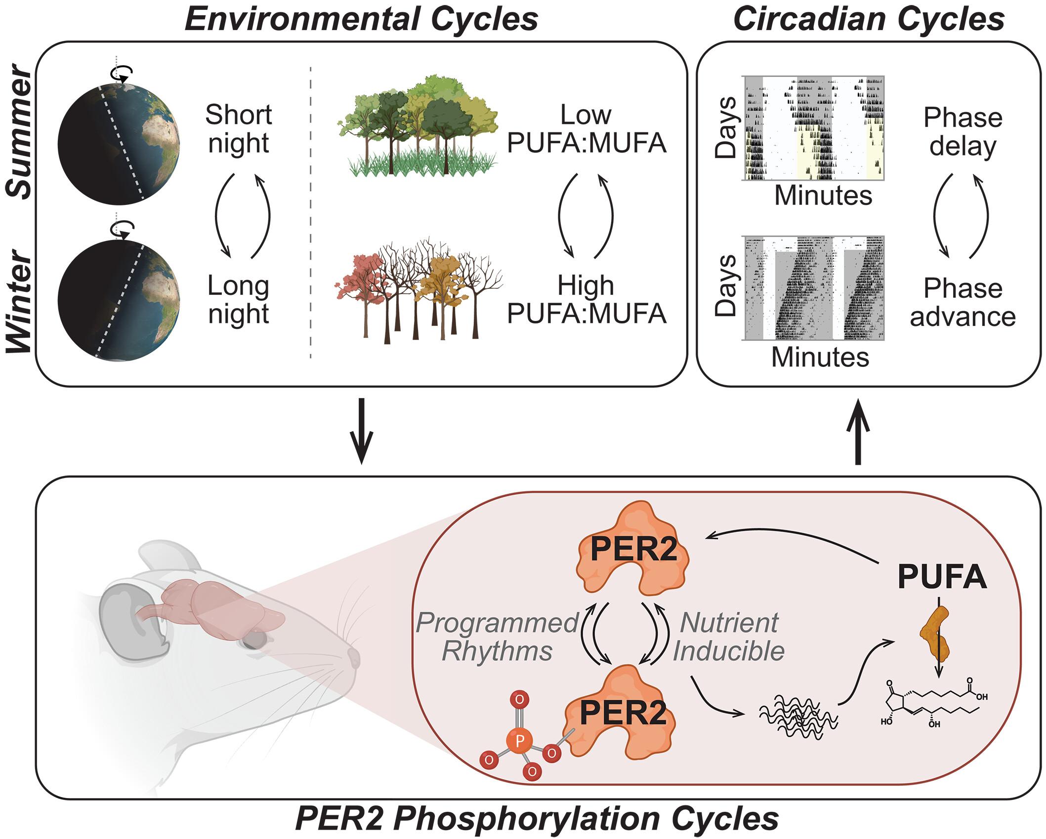 Unsaturated fat alters clock phosphorylation to align rhythms to the season in mice