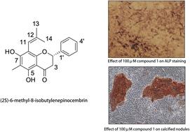 A new flavanone and other constituents from the rhizomes of Polygonum amplexicaule var. sinense and their effect on osteoblastic MC3T3-E1 cells