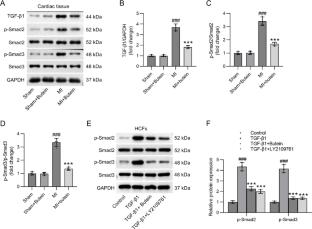 Butein attenuates cardiac fibrosis by mediating TGF-β1/Smad signaling pathway after myocardial infarction