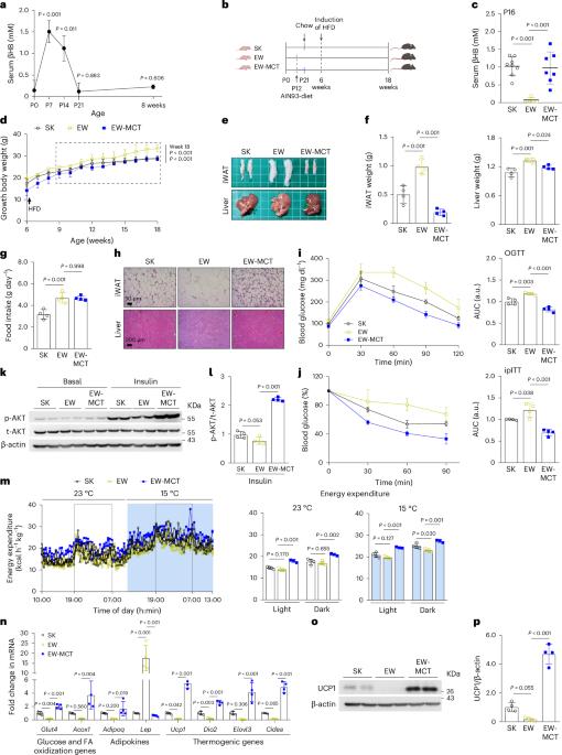 Early-life ketone body signalling promotes beige fat biogenesis through changes in histone acetylome and β-hydroxybutyrylome