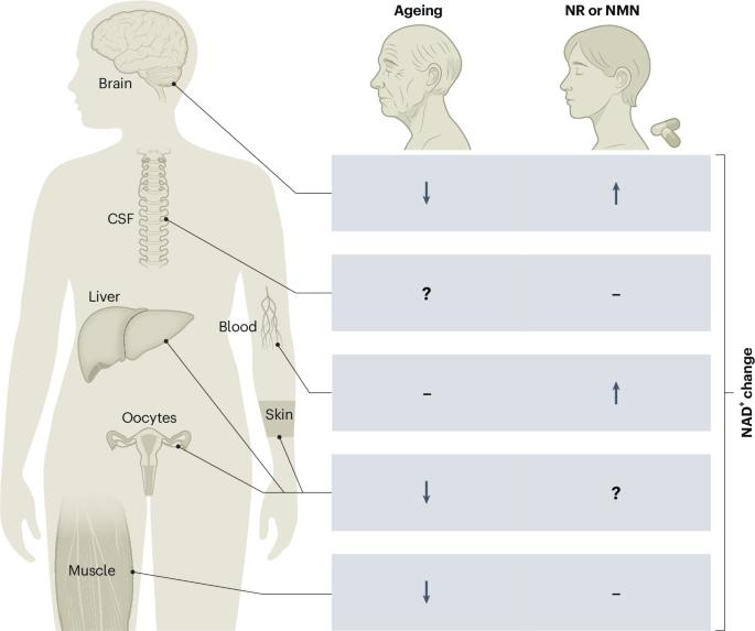 NAD+ precursor supplementation in human ageing: clinical evidence and challenges