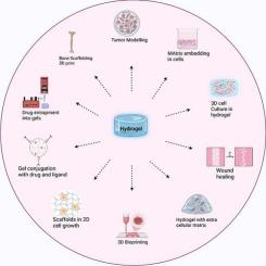 Tissue engineering: Hydrogel scaffolds and mechanical properties as key design parameters