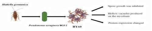 Proteomic analysis of the response of Beauveria bassiana to HY60, an antifungal peptide from Pseudomonas aeruginosa of Blattella germanica