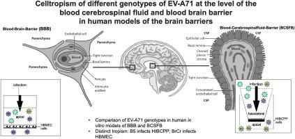 Genotype-dependent cell tropism of EV-A71 at the human blood cerebrospinal fluid and blood brain barrier