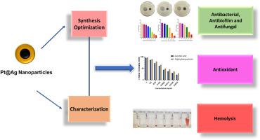 An integrated paradigm to understand the antibacterial and antifungal potential of bimetallic core-shell platinum silver (Pt@Ag) nanoparticles: A one health approach