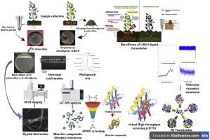 Exploring the bioactive potential of rhizospheric Streptomyces clavuligerus against Macrophomina phaseolina, an incitant of groundnut dry root rot disease