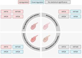 Expression pattern of the HIFα-family in equine chorioallantois during pregnancy and placental pathology