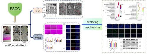 Extract of Sophorae Flavescentis Radix-Cnidii Fructus couplet medicines alleviates Candida albicans-induced vulvovaginal candidiasis by activating PI3K/AKT/mTOR pathway-mediated autophagy in vaginal epithelial cells