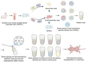 Dental Pulp Stem Cell–Derived Multicellular Microtissue Spheres: A Synergistic Strategy for Dental Pulp Regeneration