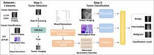 Multimodal deep learning for bone tumor diagnosis with clinical imaging, pathology, and blood biomarkers