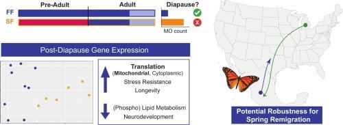 Diapause history has lasting effects on adult brain gene expression in monarch butterflies