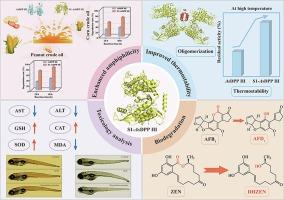 Amphiphilicity and thermostability modification of dipeptidyl peptidase III from aspergillus terreus HNGD-TM15 capable of simultaneously degrading aflatoxin B1 and zearalenone