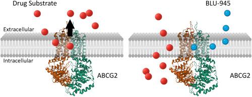 The fourth-generation EGFR tyrosine kinase inhibitor BLU-945 resensitizes ABCG2-overexpressing multidrug-resistant non-small cell lung cancer cells to cytotoxic anticancer drugs